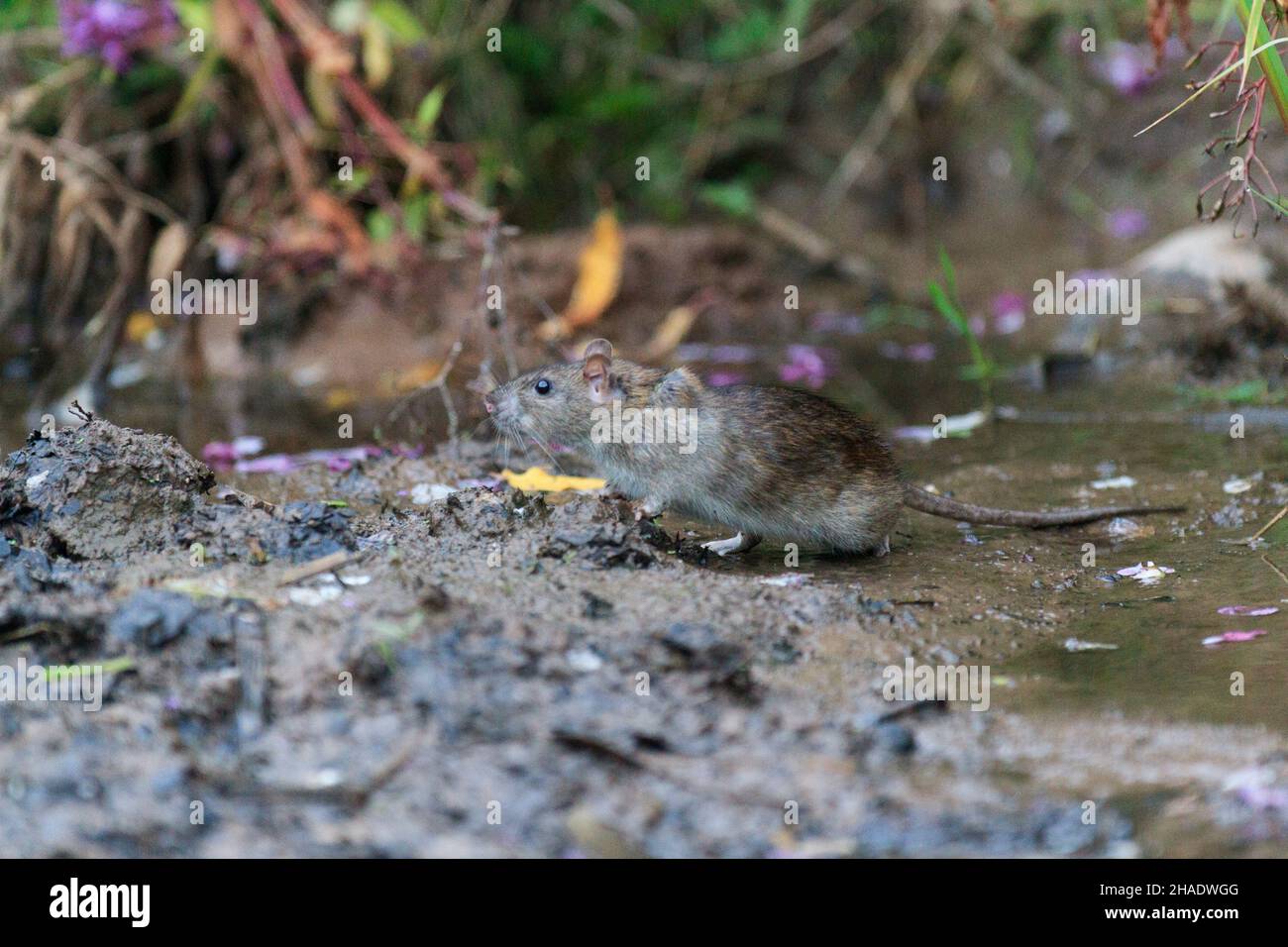 Brown rat (Rattus norvegicus), foraging on edge of stream, Lower Saxony, Germany Stock Photo