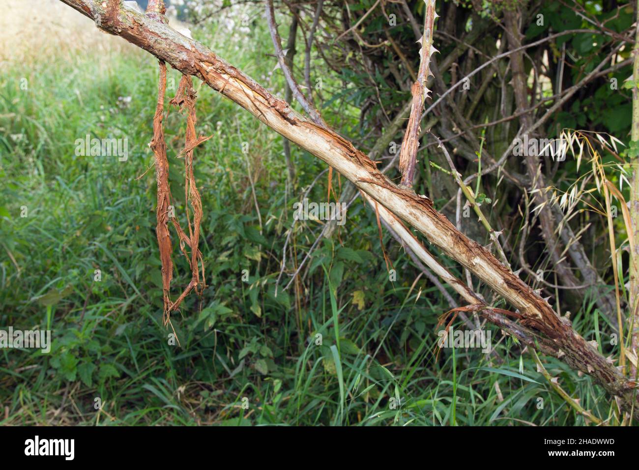 Roe Deer, (Capreolus capreolus), damage on wild rose stem from horns, during rutting season, Lower Saxony, Germany Stock Photo