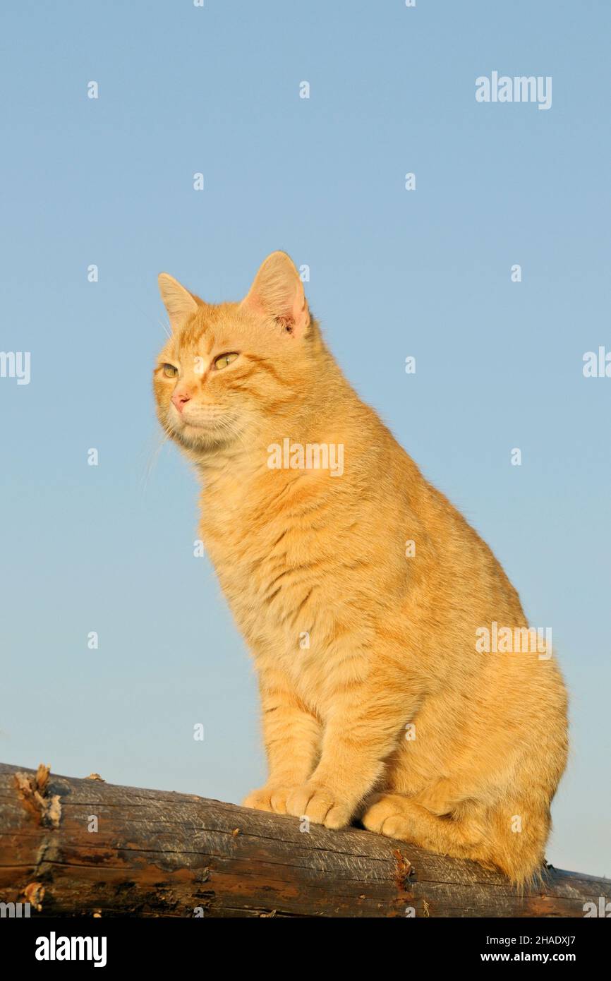 Orange domestic cat in evening light Stock Photo