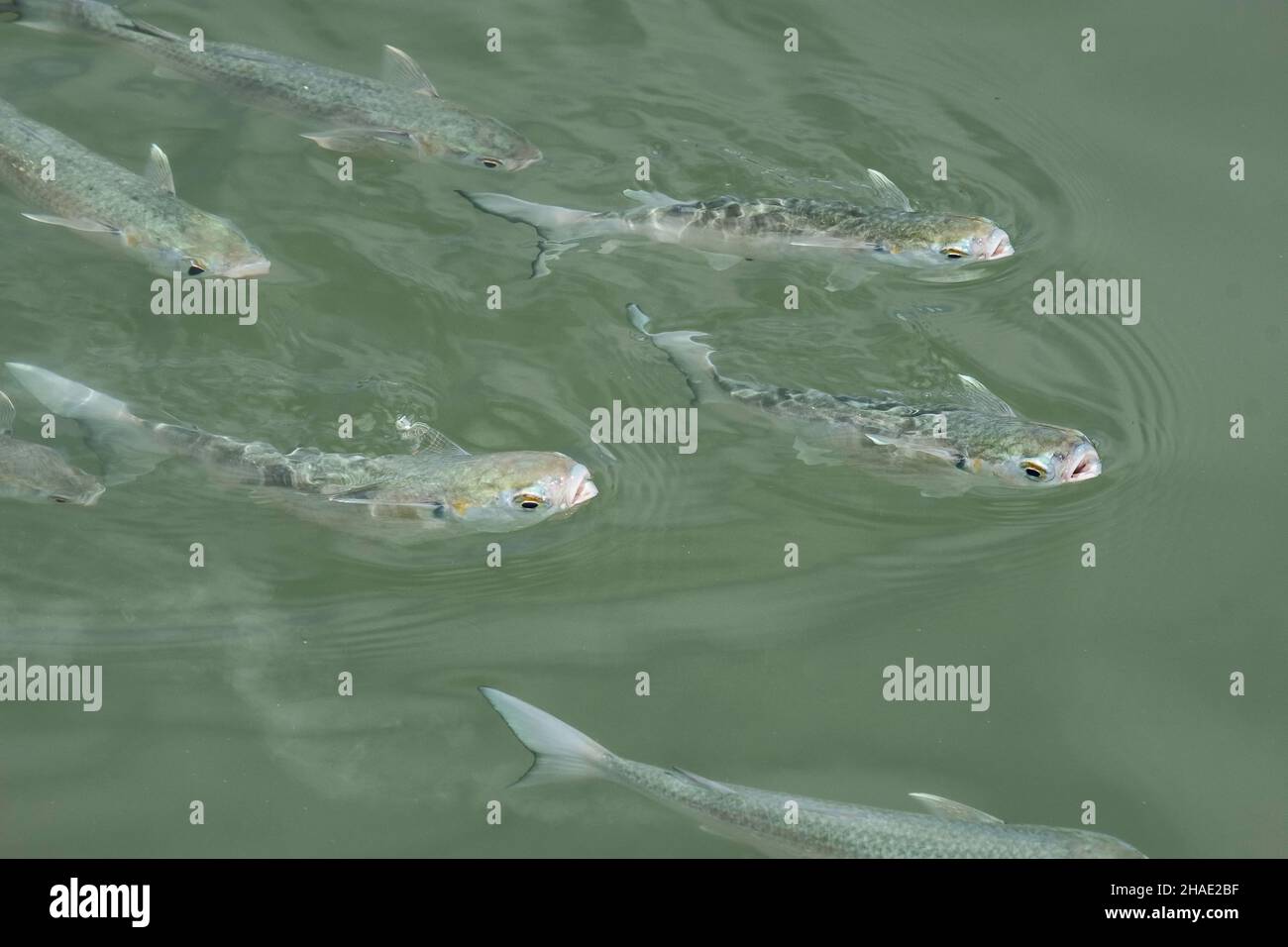 a small group of juvenile tarpon fish feeding on the surface Stock Photo