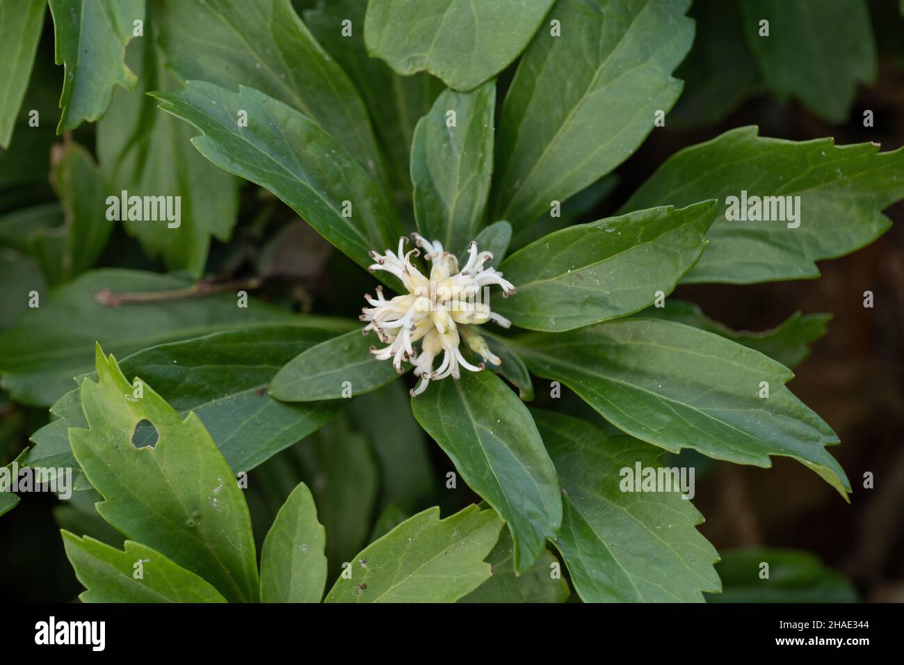 Pachysandra terminalis, the Japanese pachysandra, carpet box or Japanese spurge, flowering plant in the boxwood family Buxaceae, native to: Japan, Kor Stock Photo