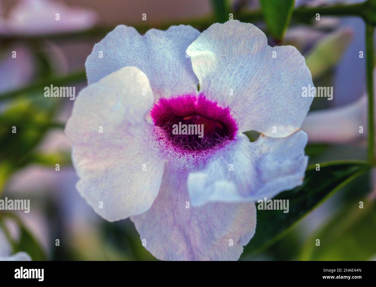 Closeup and nature photography hi-res stock photography and images - Alamy