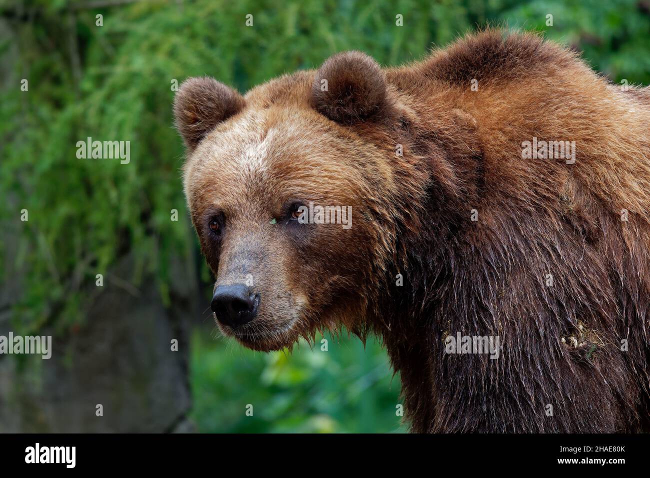 Kodiak grizzly hires stock photography and images Alamy