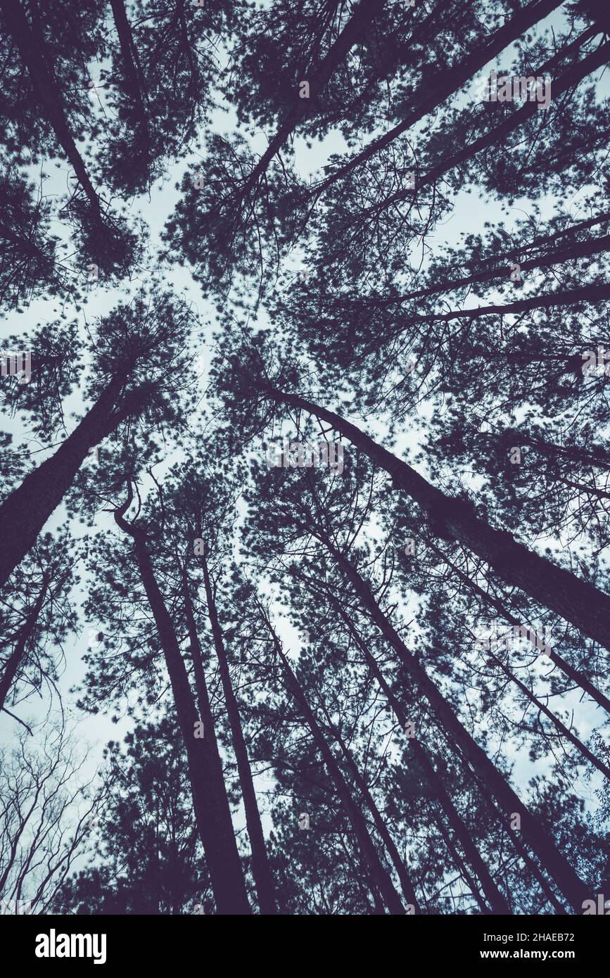 Natural background. Pinus kesiya Forest Park. Low angle shooting.  Thailand chiangmai doiinthanon Stock Photo