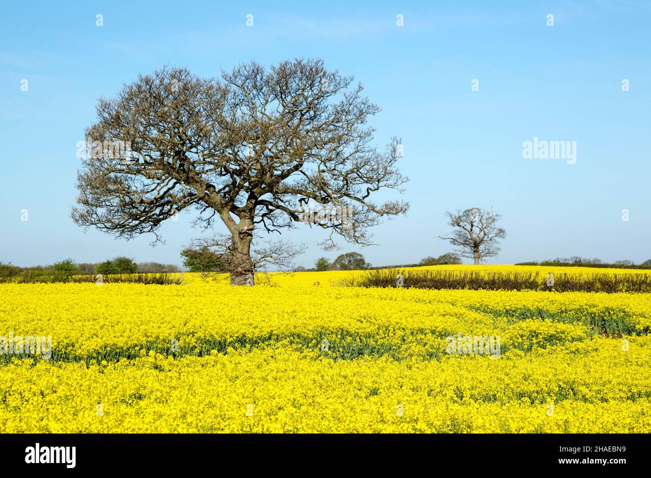 Spring season flowering rapeseed, Brassica napus, crop under blue sky showing fields, hedges and trees, also known as rape and oilseed rape Stock Photo