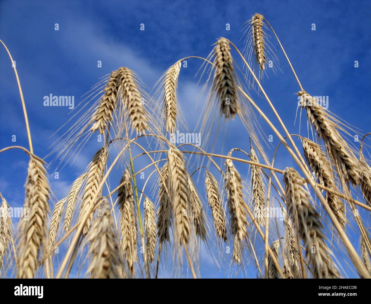 Ripe barley ears against blue sky, agricultural background Stock Photo