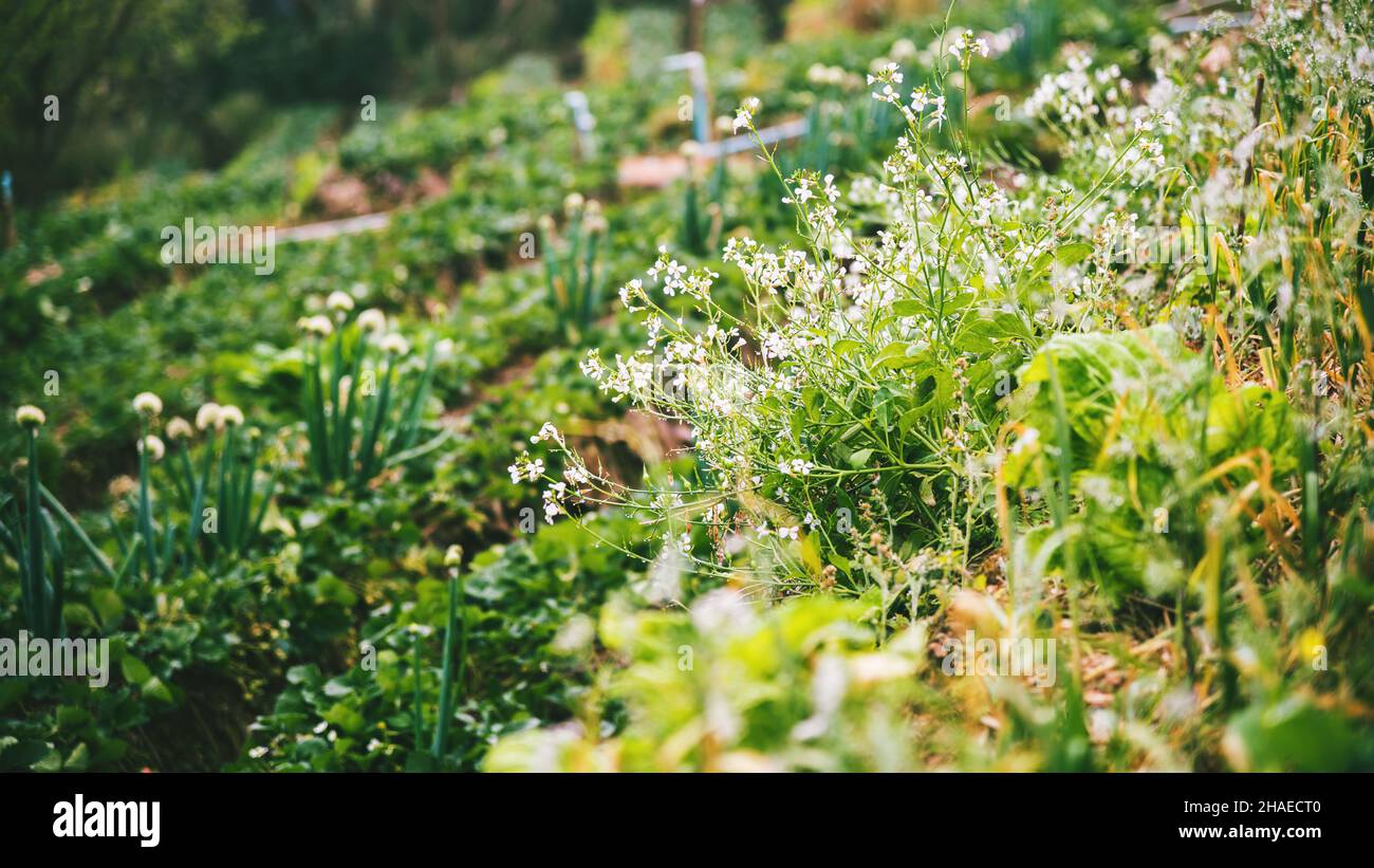 vegetable garden of gardener. On the mountain of hilltribes. CHINESE