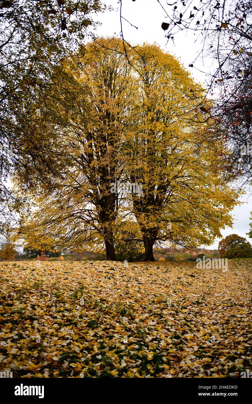 Trees with Autumn Colours Stock Photo - Alamy