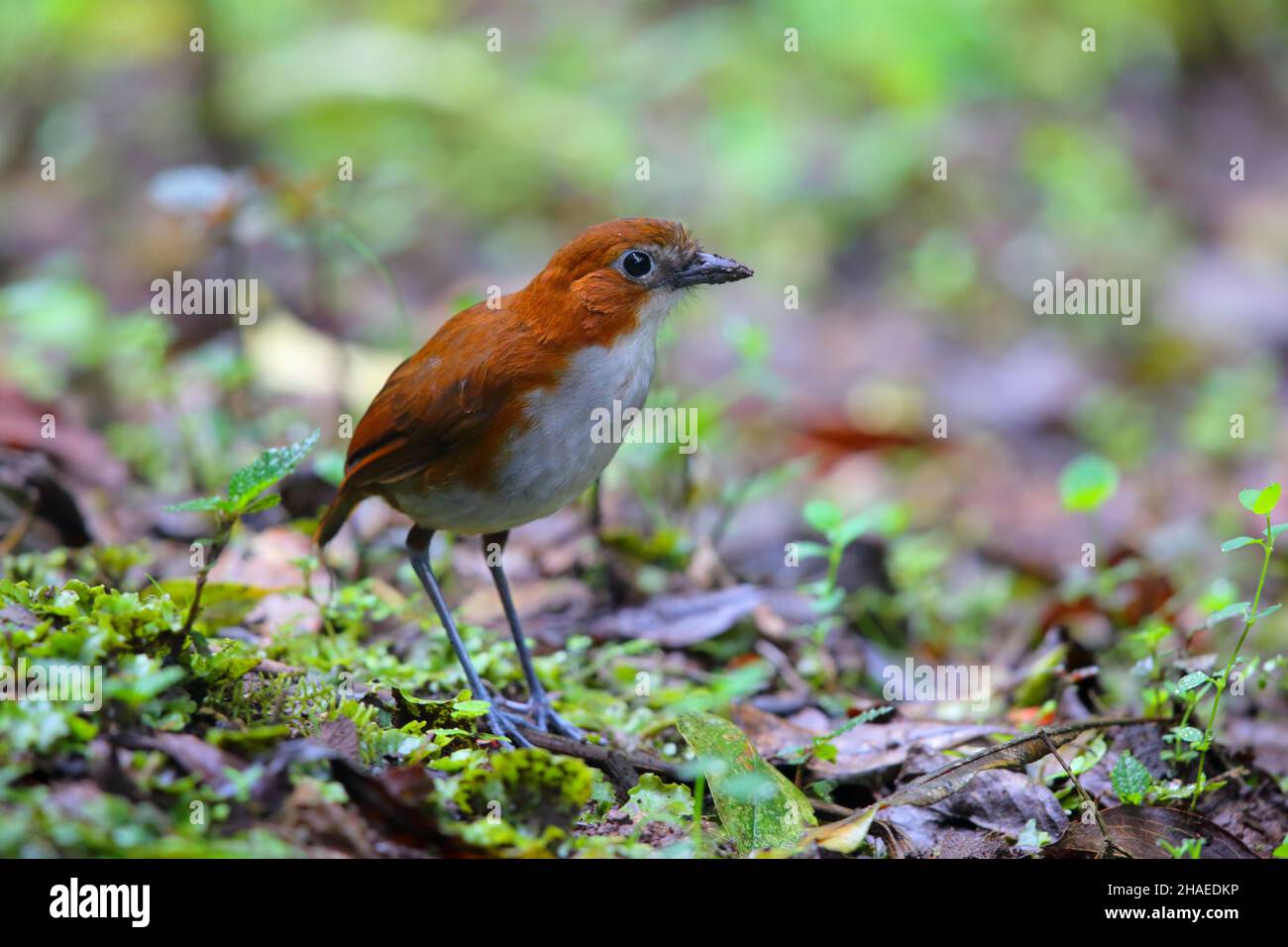 An adult White-bellied anpitta (Grallaria hypoleuca) in forest on the eastern slope of the Andes in Ecuador Stock Photo