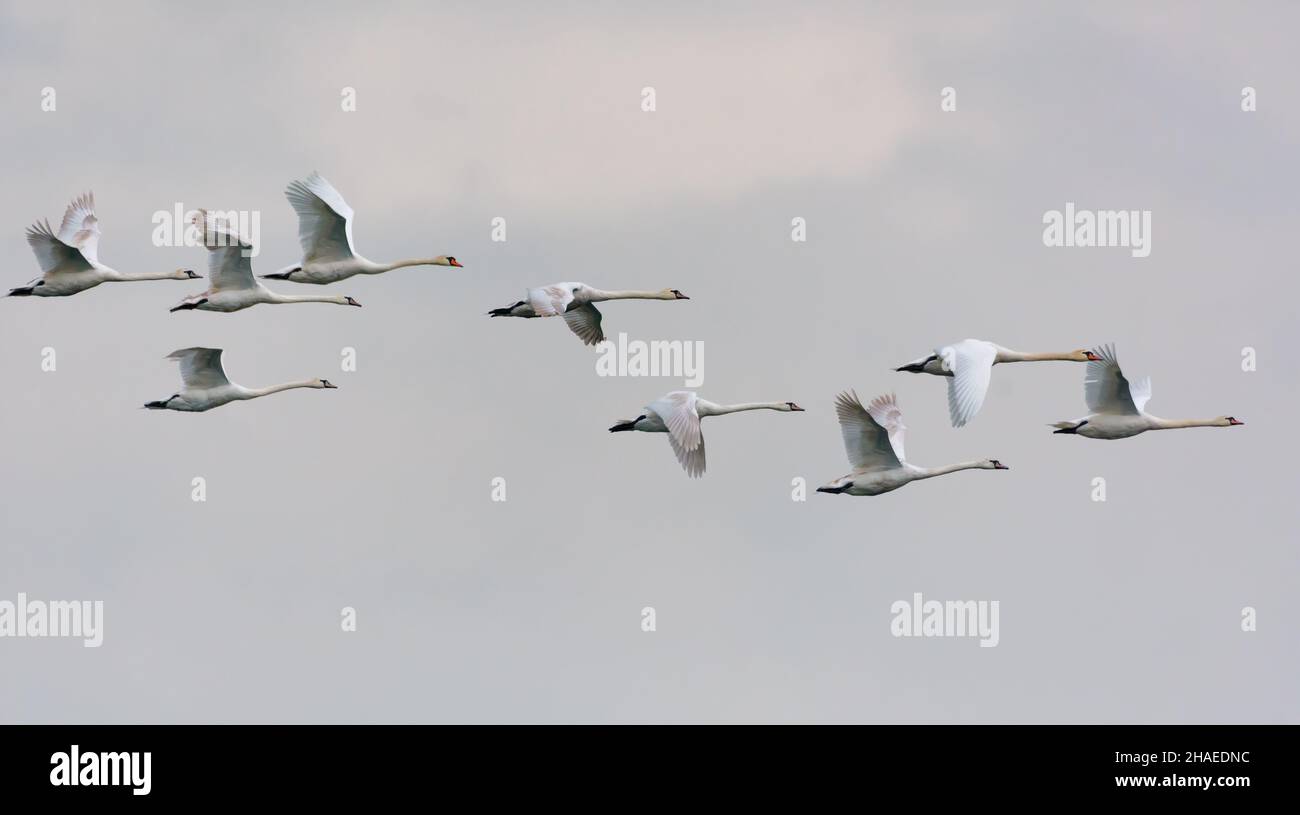 Large flock of mute swans (cygnus olor) flying together in cloudy sky Stock Photo