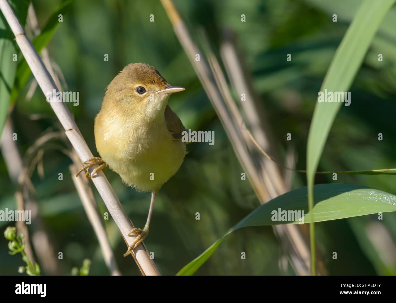 Young Marsh Warbler (Acrocephalus palustris) perched on reed stems in bushes Stock Photo