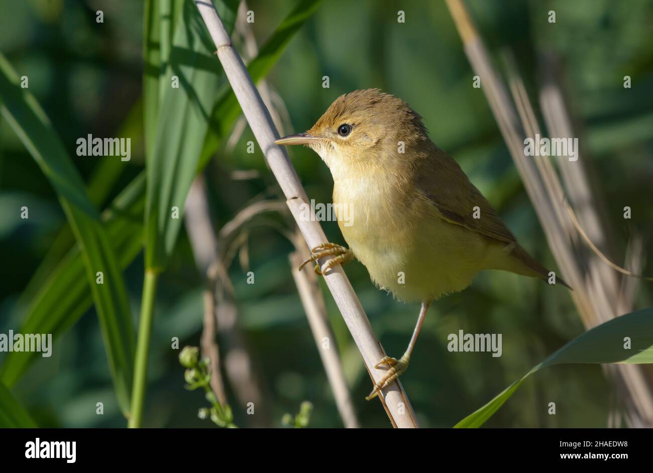 Young Marsh Warbler (Acrocephalus palustris) posing on reed stems in bushes Stock Photo