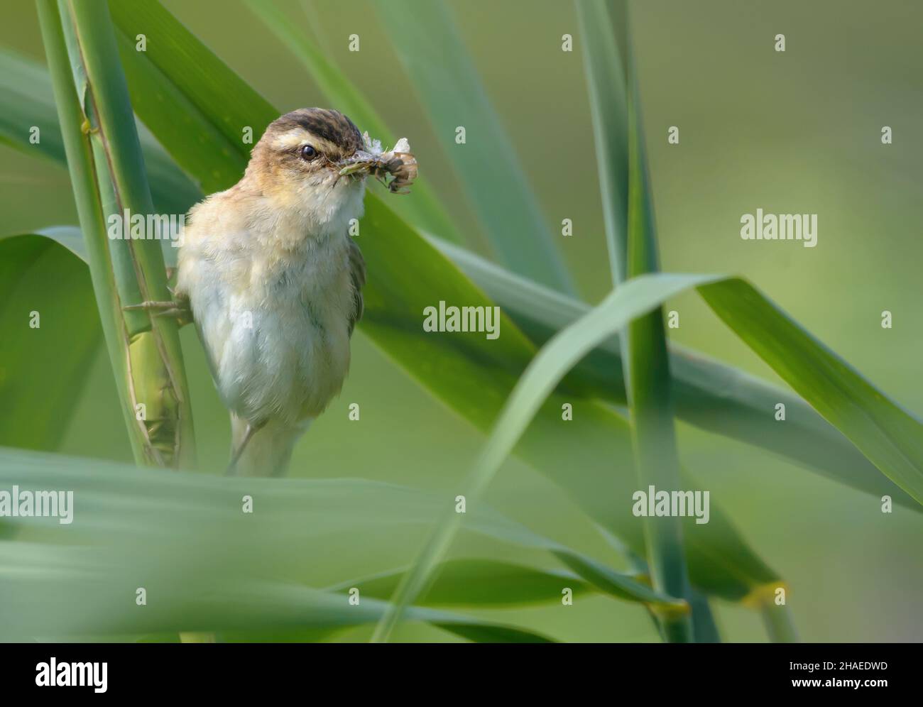 Sedge Warbler (Acrocephalus schoenobaenus) perched on a reed mace stem with insect food in beak for nestlings Stock Photo