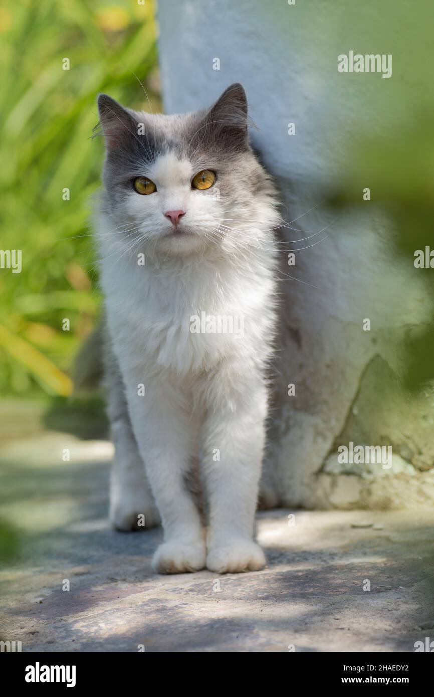 Pet freedom and enjoying nature concept. Joy in nature. Happy young cat ...