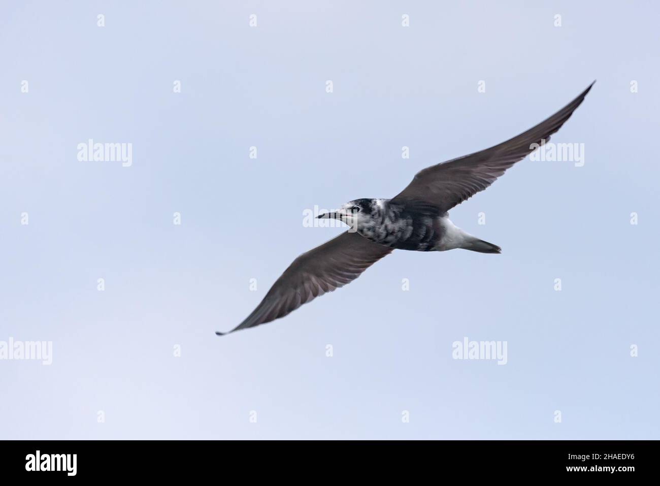 Black tern (Chlidonias niger) flying in white sky with spreaded wings Stock Photo