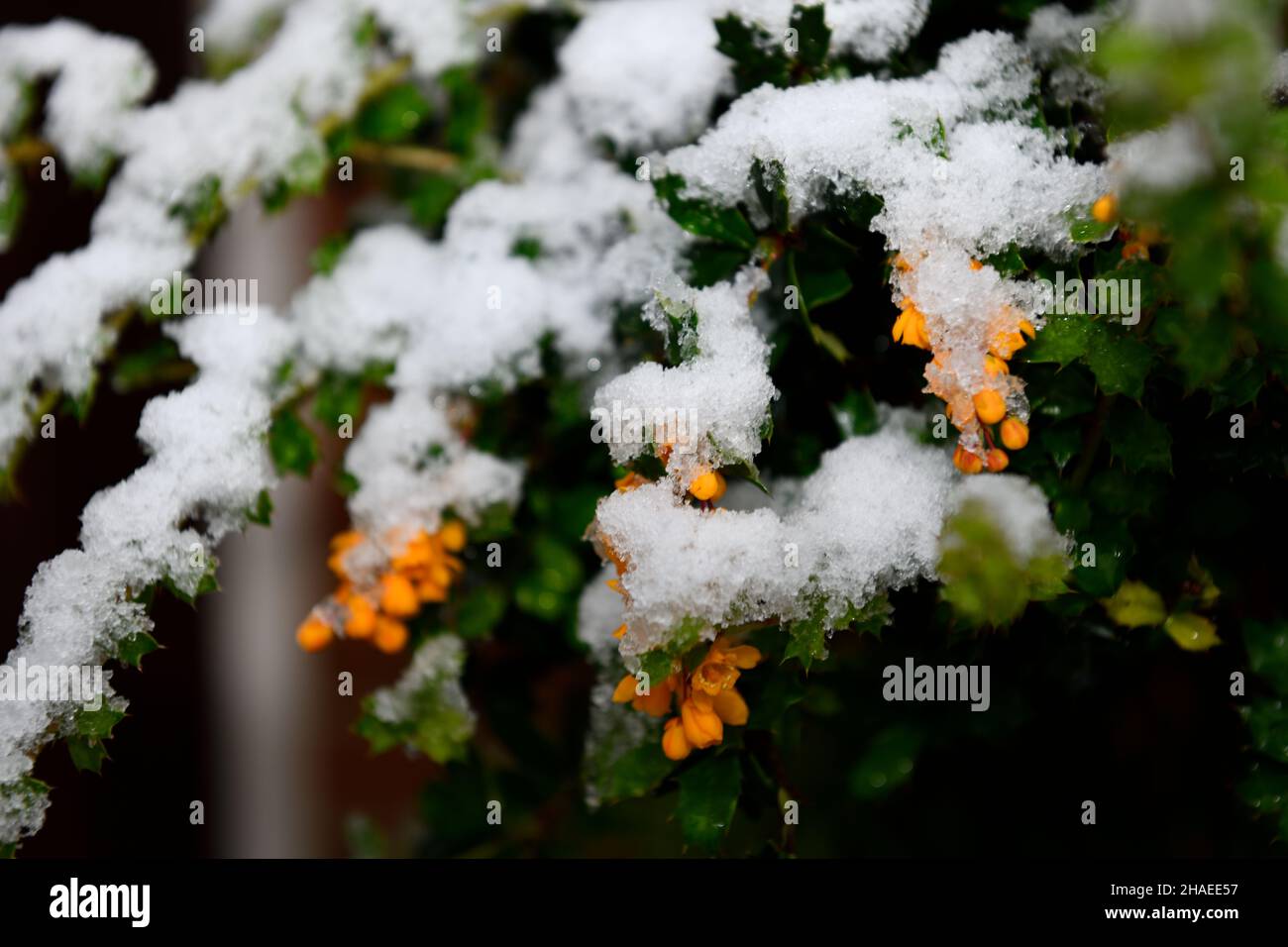 Darwin’s barberry in the first snow of Winter  November 2021 Oxfordshire England uk Stock Photo