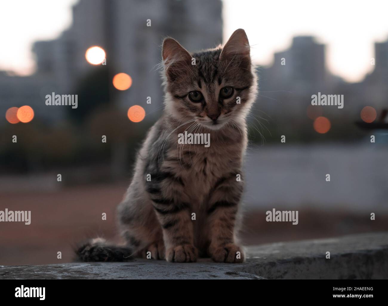 Portrait of a little kitten sitting on the street close-up Stock Photo ...
