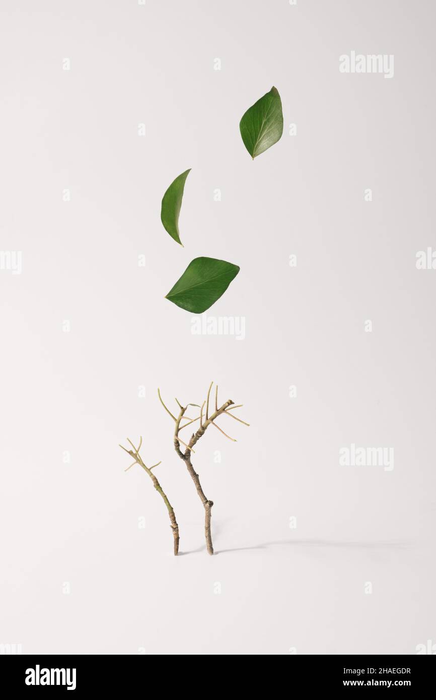 Small tree branch with green leaves flying off in the air on a beige background. Climate change creative concept Stock Photo