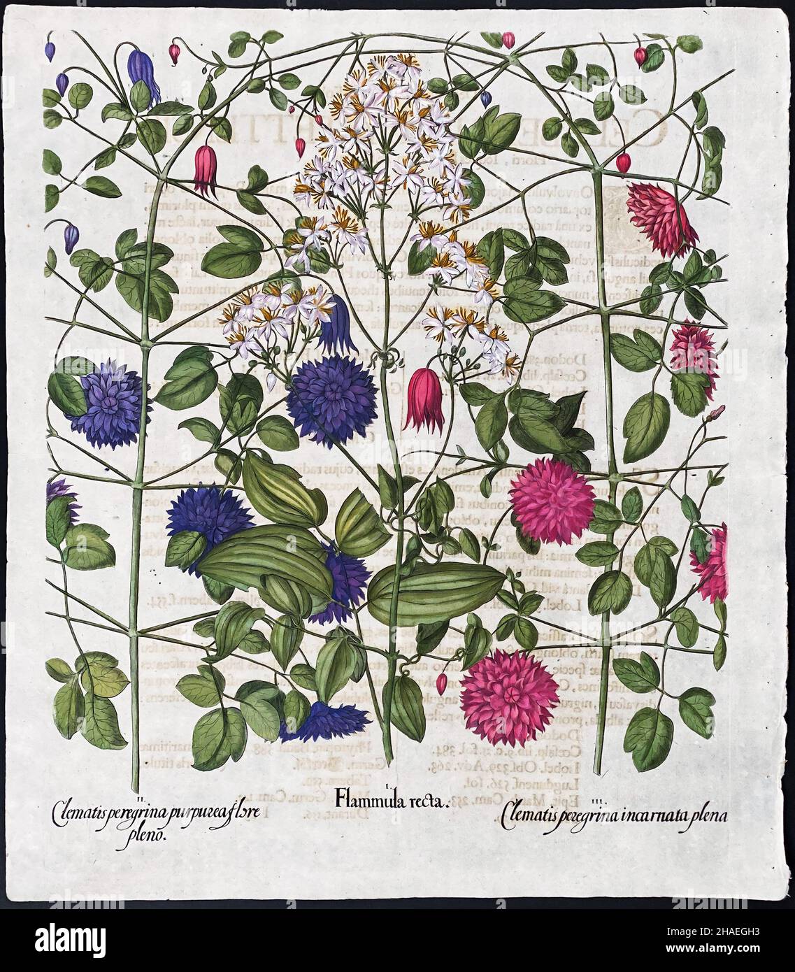 Clematis, Spearwort; Clematis peregrina, Flammula recta – Art by Basilius Besler (1561–1629) Stock Photo