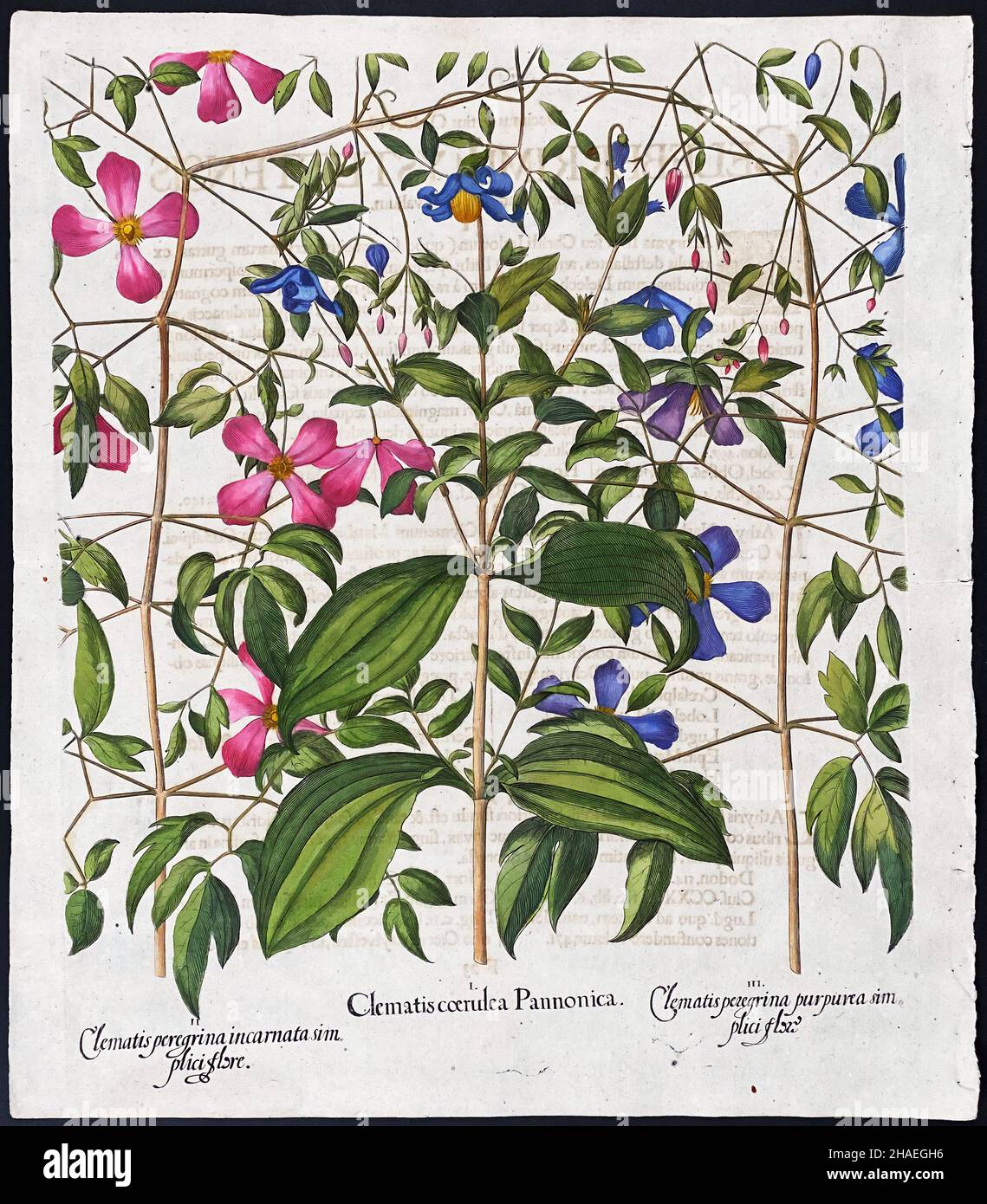 Basilius Besler (1561–1629) Plate. 300, Blue Clematis; Pink and Blue Vine Bowers Stock Photo