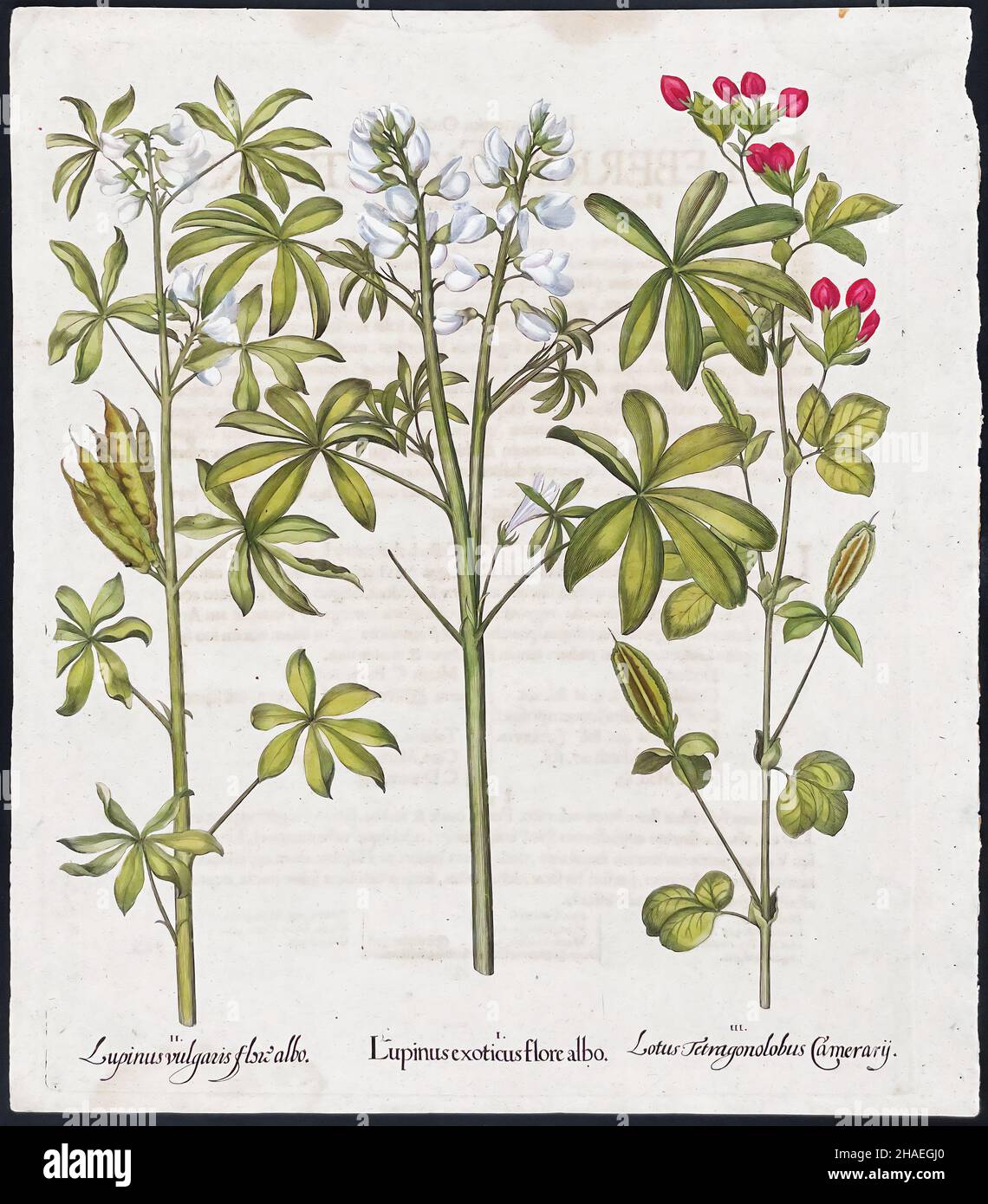 Lupine, Water Lily; Lupinus, Lotus – Art by Basilius Besler (1561–1629) Stock Photo