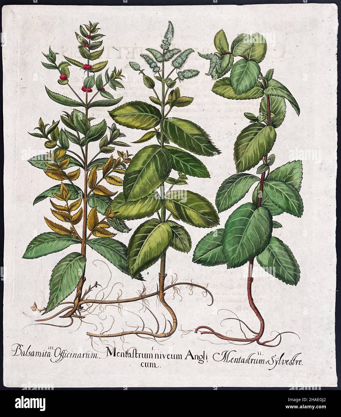 Balsamita and Mentatestrum – Art by Basilius Besler (1561–1629) Stock Photo