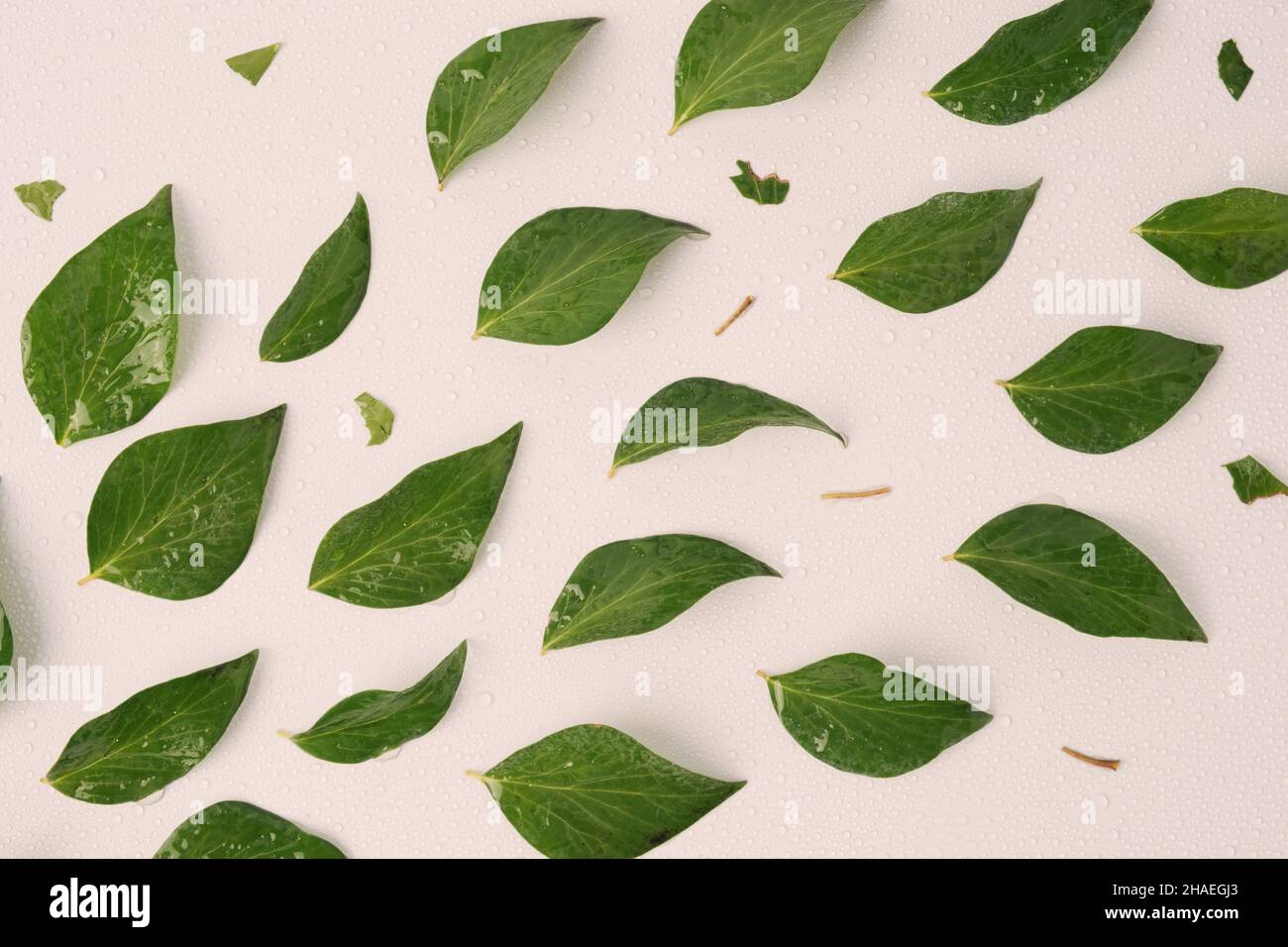 Wet green leaves arranged diagonally symbolizing wind force on a white background. Natural minimal background. Stock Photo