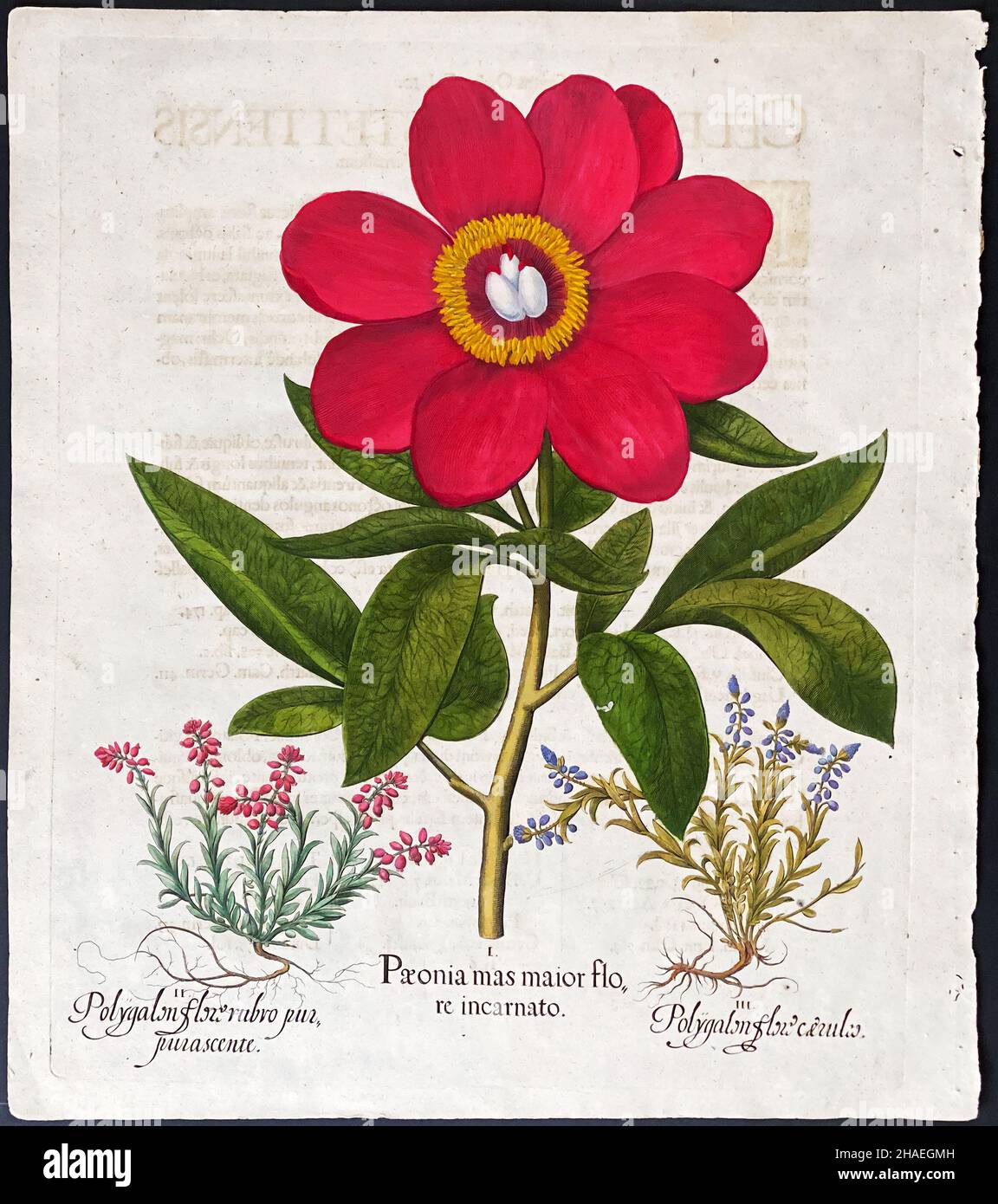 Peony; Paeonia, Polygalon – Art by Basilius Besler (1561–1629) Stock Photo