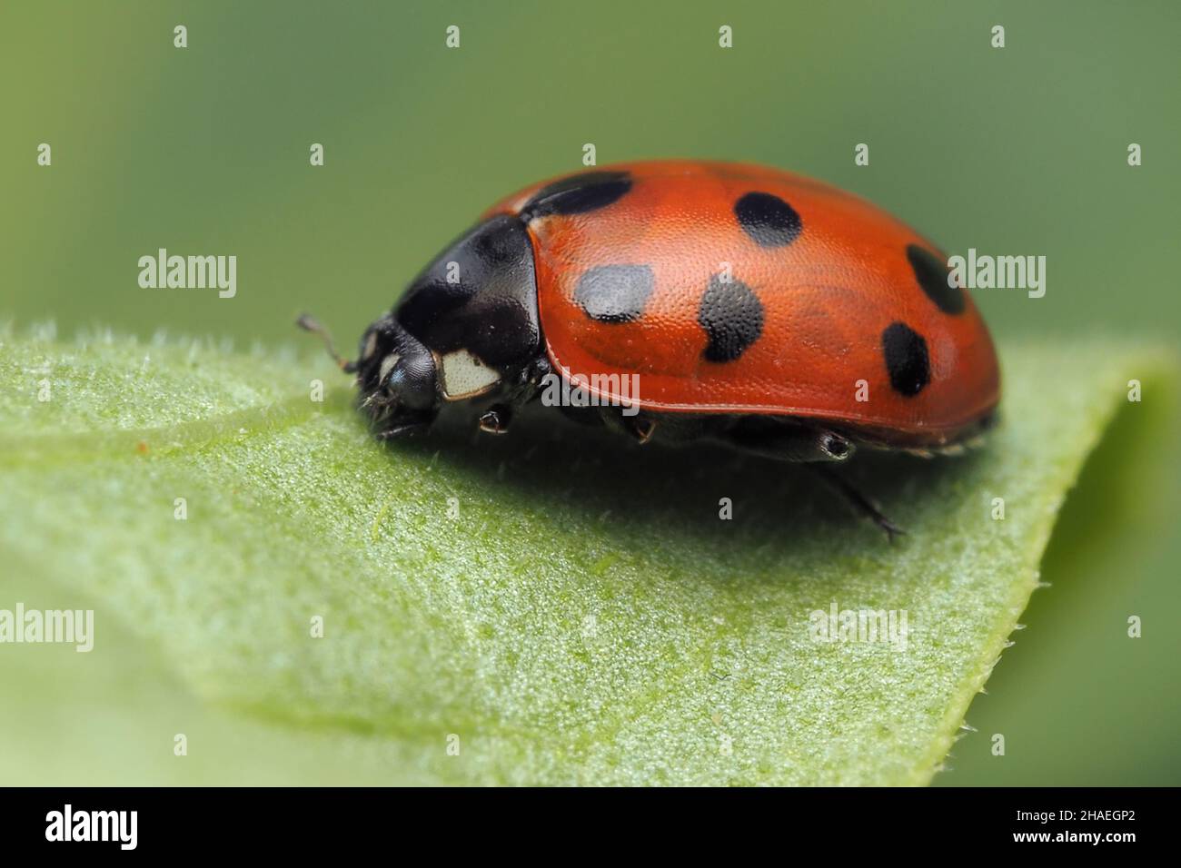 11-spot Ladybird (Coccinella 11-punctata) at rest on leaf. Tipperary, Ireland Stock Photo