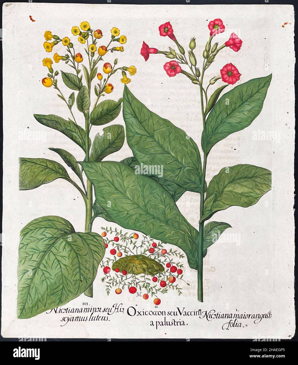 Tobacco; Nicotiana, Oxicoccon – Art by Basilius Besler (1561–1629) Stock Photo