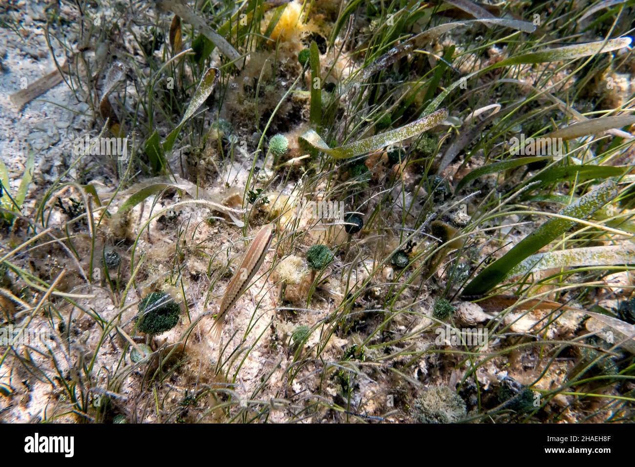 small fish hiding in plants on ocean floor Stock Photo - Alamy
