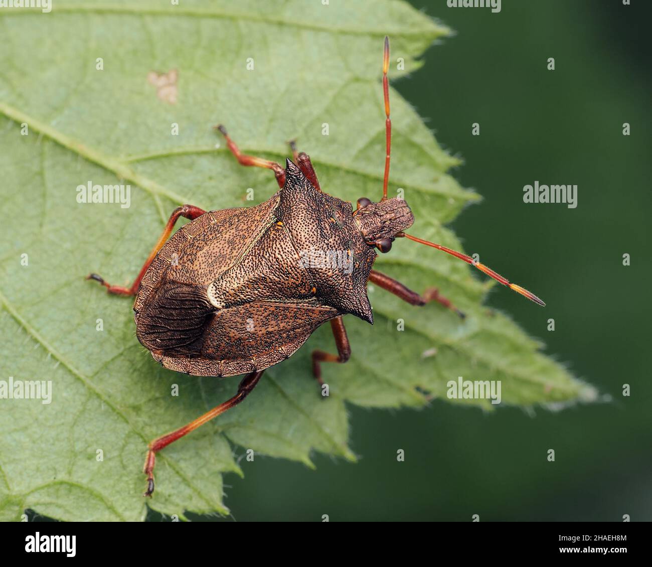 Spiked Shieldbug (Picromerus bidens) resting on leaf. Tipperary, Ireland Stock Photo