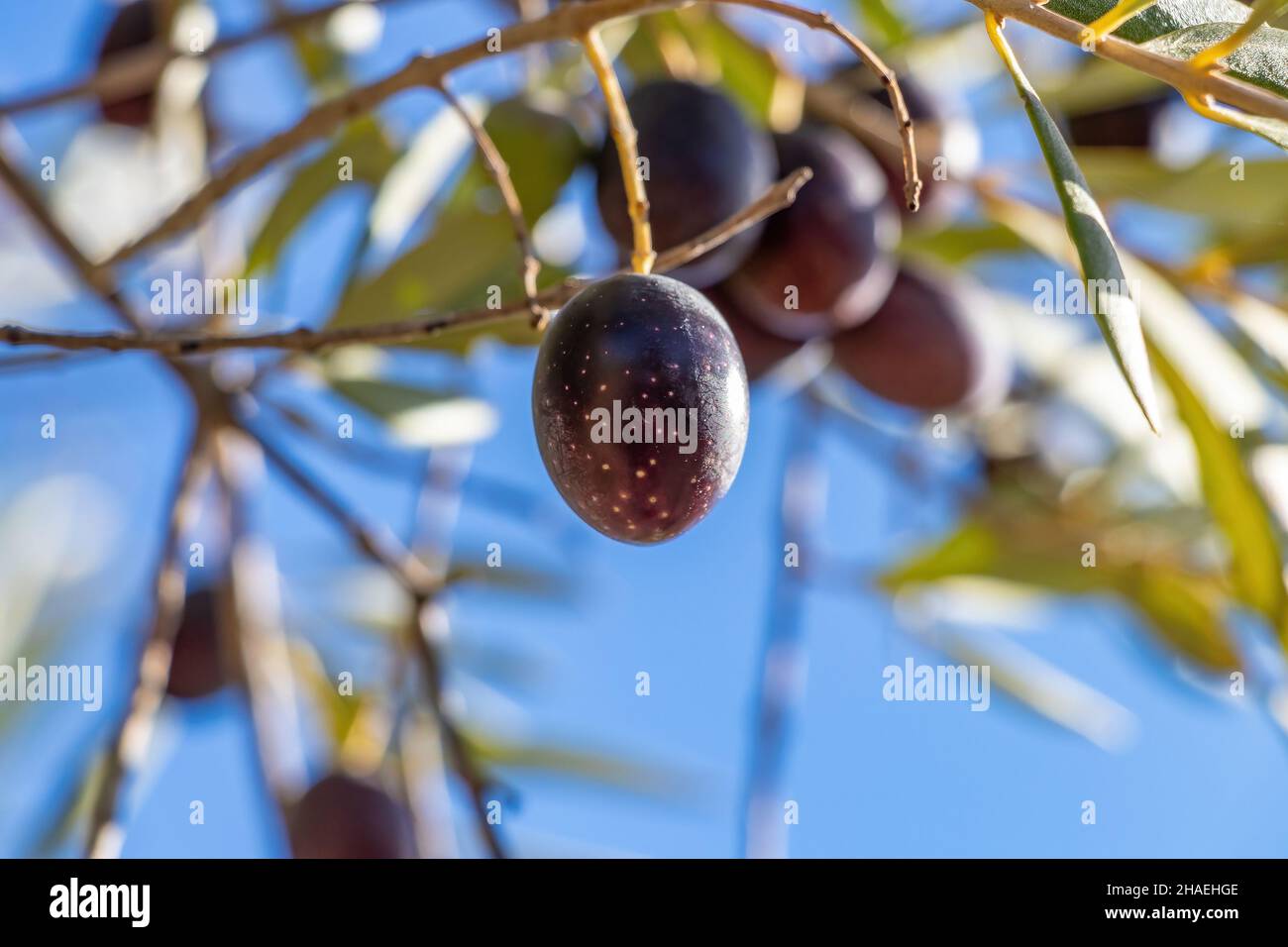 Black olive hanging on the branch of an olive tree Stock Photo Alamy