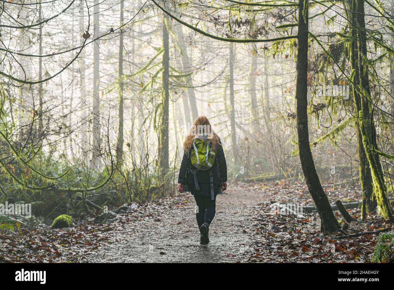 Misty forest trail hi-res stock photography and images - Alamy