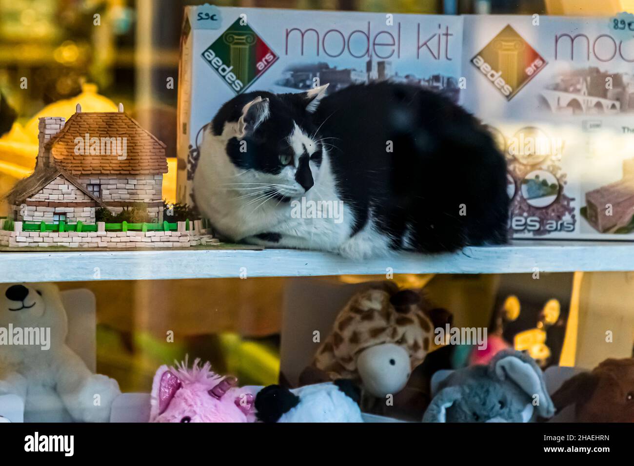 Model Ktten: This cat in a toy store. in Saint Chamond, France knows how to show off. There's nothing like real fur, instead of cheap plush Stock Photo