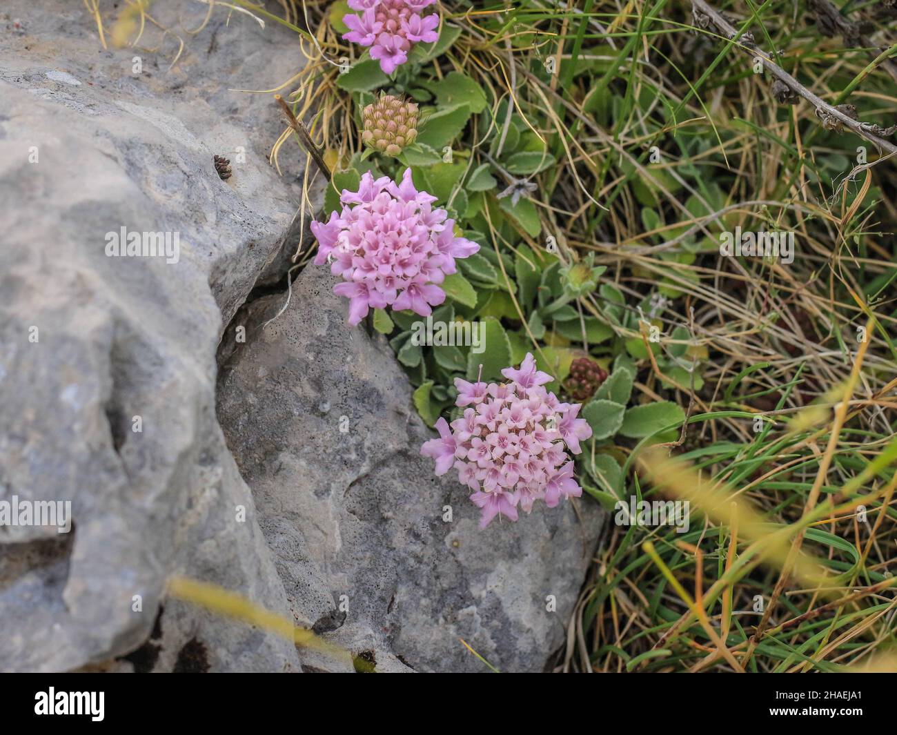 Pink flowers of Pterocephalus perennis at Mt Parnassus in Greece Stock Photo