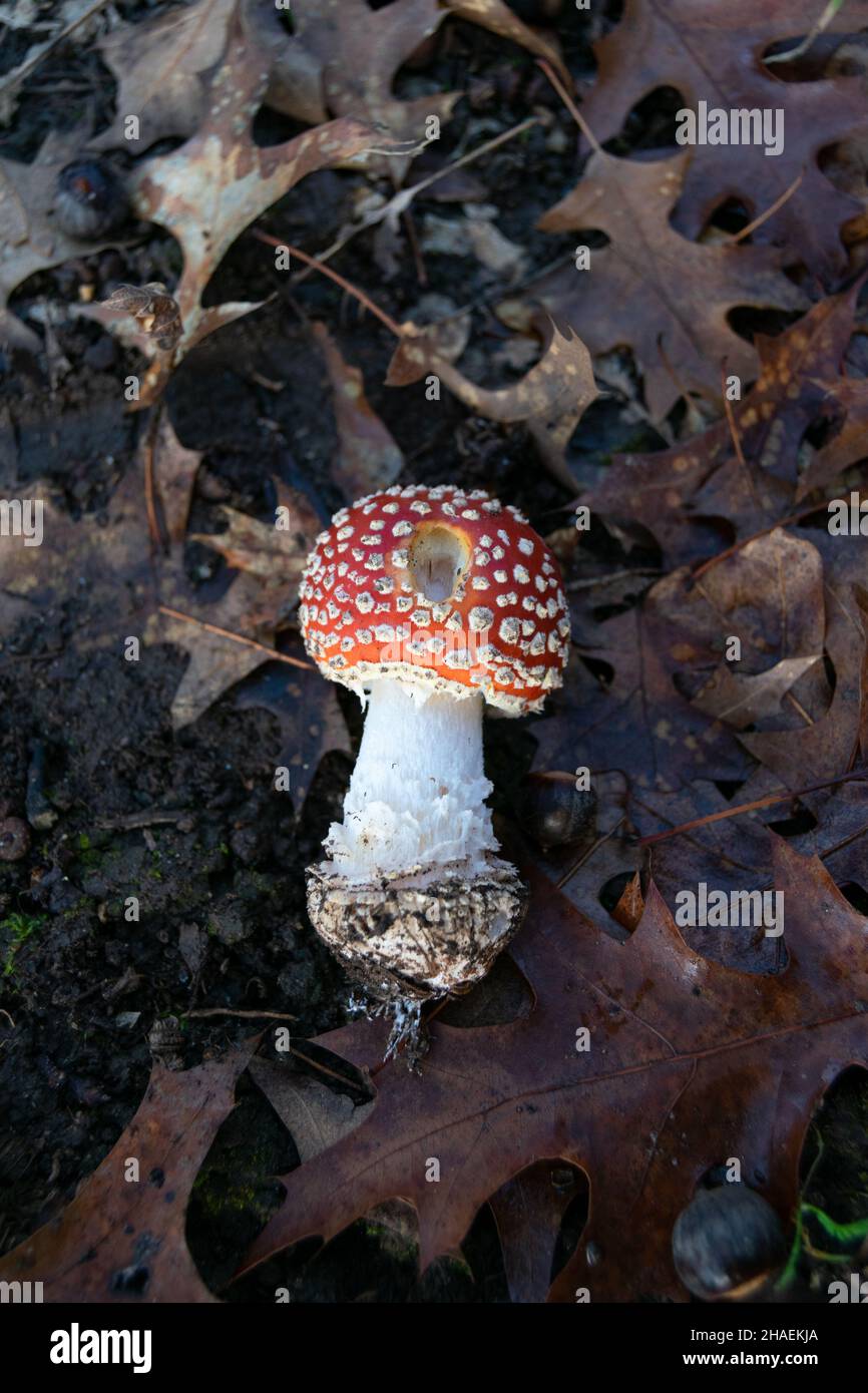 Amanita Muscaria red poisonous wild mushrooms founded hiking in the wilderness at winter season. Stock Photo