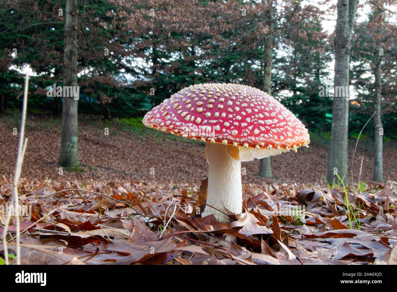 Amanita Muscaria red poisonous wild mushrooms founded hiking in the wilderness at winter season. Stock Photo