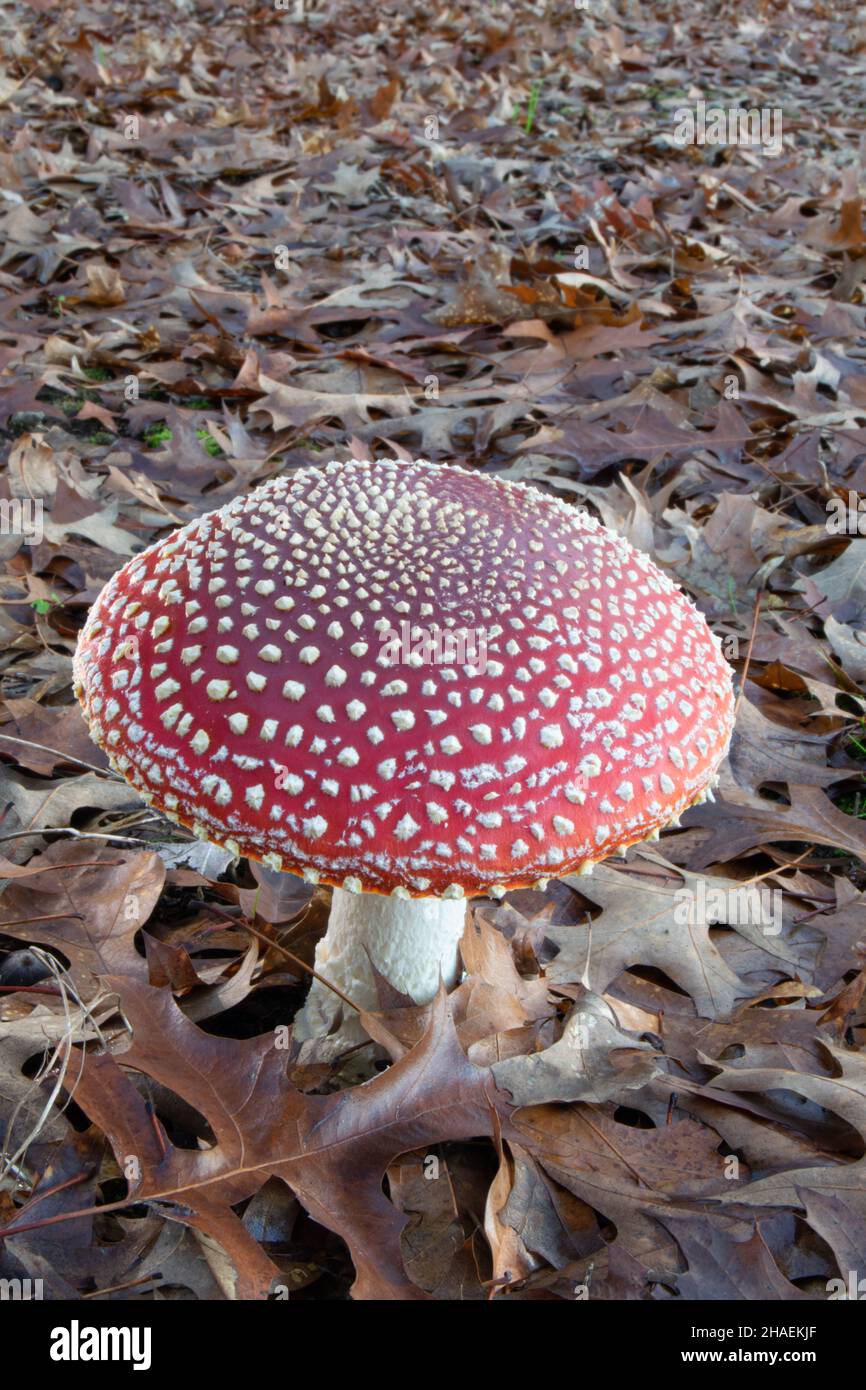 Amanita Muscaria red poisonous wild mushrooms founded hiking in the wilderness at winter season. Not edible mushroom. Stock Photo