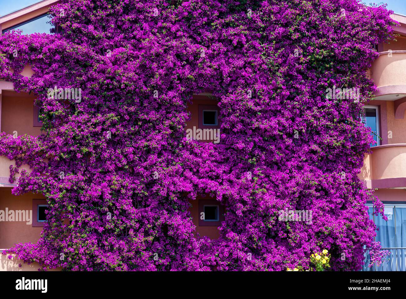 Beautiful flowers plants Bougainvillea braided house in Montenegro