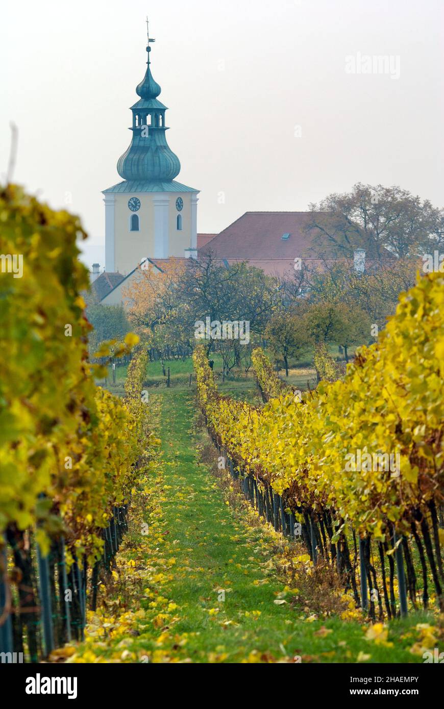 View of church in autumnal wineyard Stock Photo