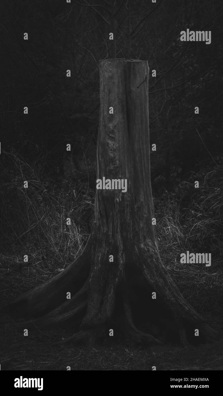Cut wood tree Black and White Stock Photos & Images - Alamy