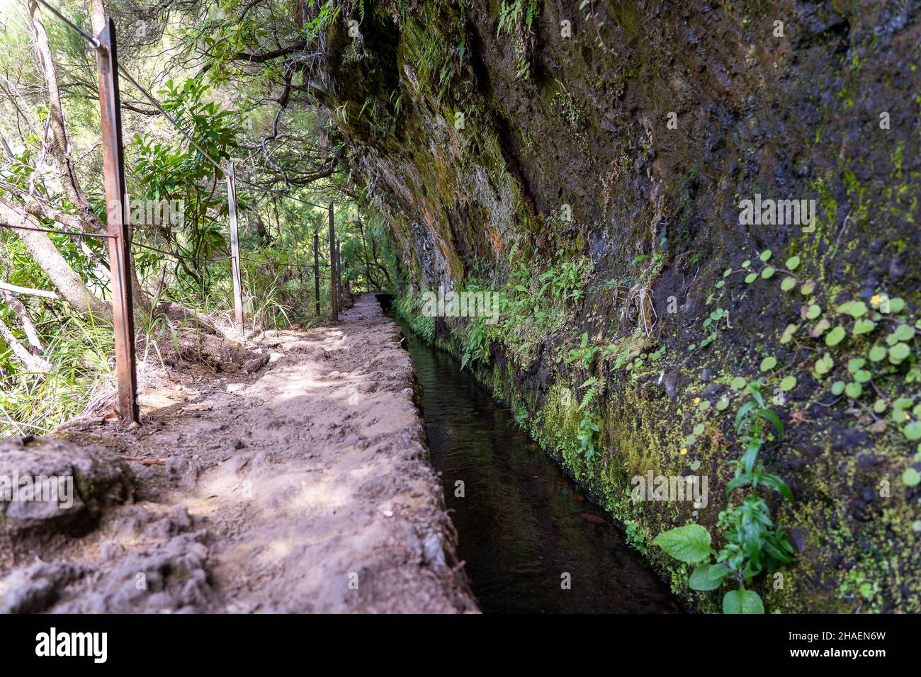 Hiking path in the forest in Levada do Caldeirao Verde Trail, Madeira island, Portugal. Stock Photo