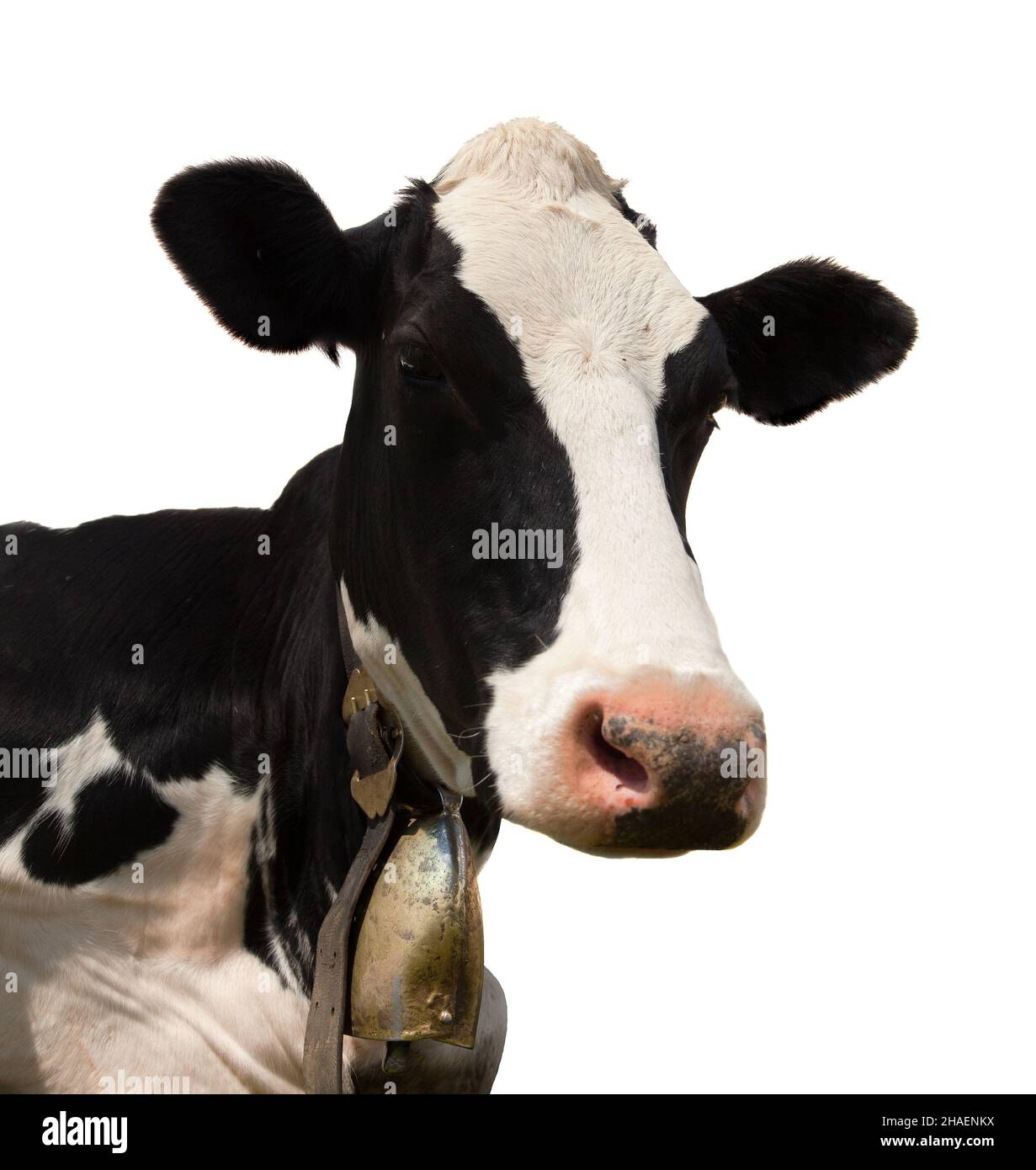 head of black and white cow (bos primigenius taurus) with cowbell isolated on white background Stock Photo