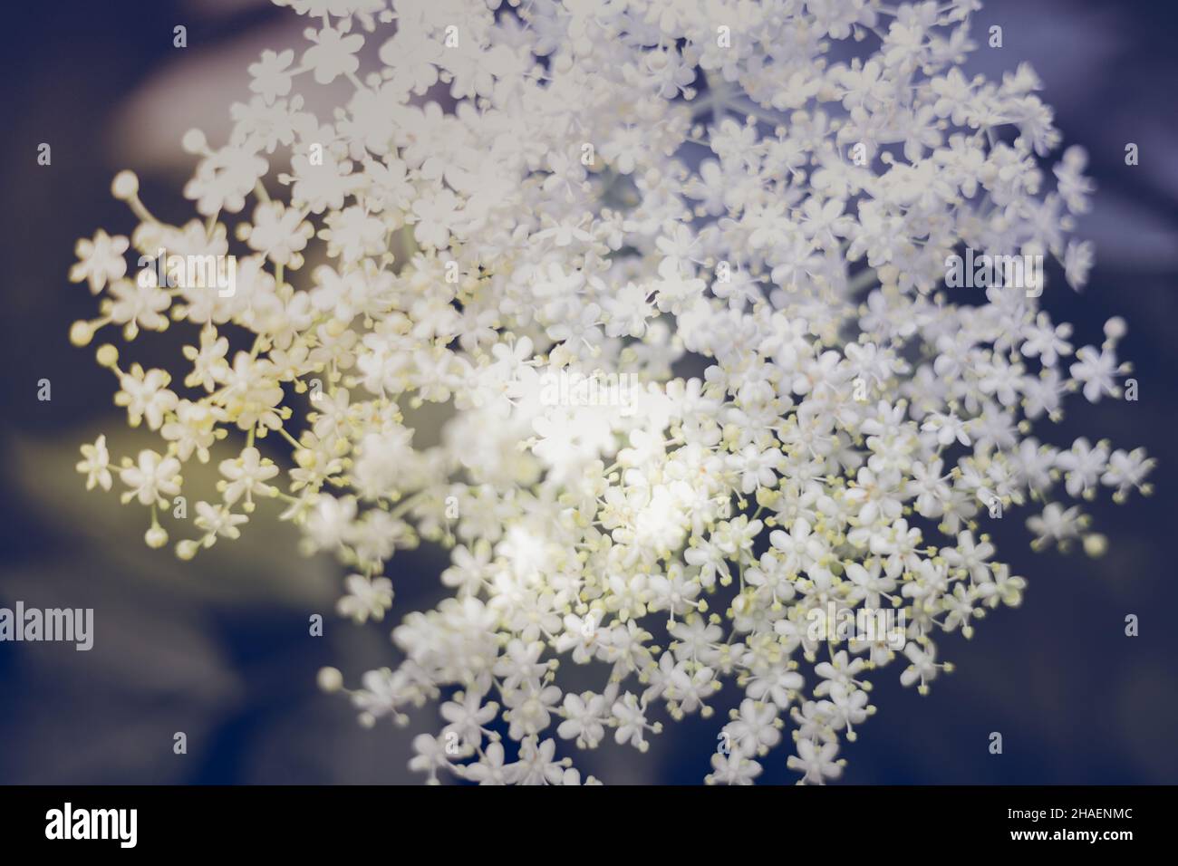 Blooming Elder, white flower blossom bush, wallpaper, background, desktop, cover Stock Photo