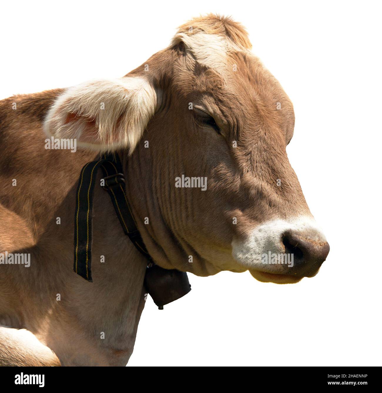 head of brown cow (bos primigenius taurus) with cowbell isolated on white background Stock Photo