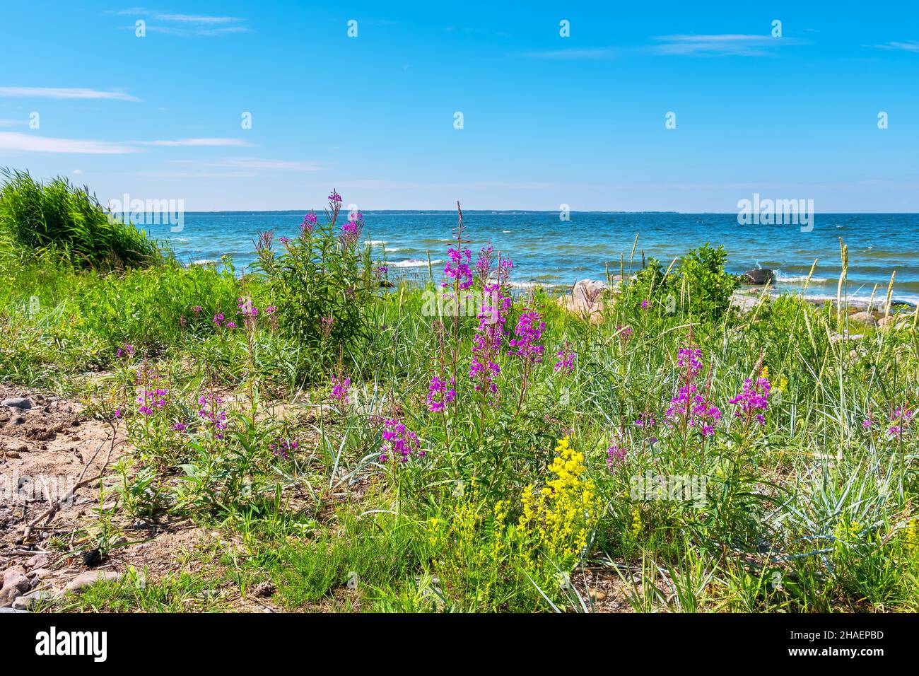 Motley grass on dunes of the Baltic Sea. Kaberneeme, Estonia Stock Photo