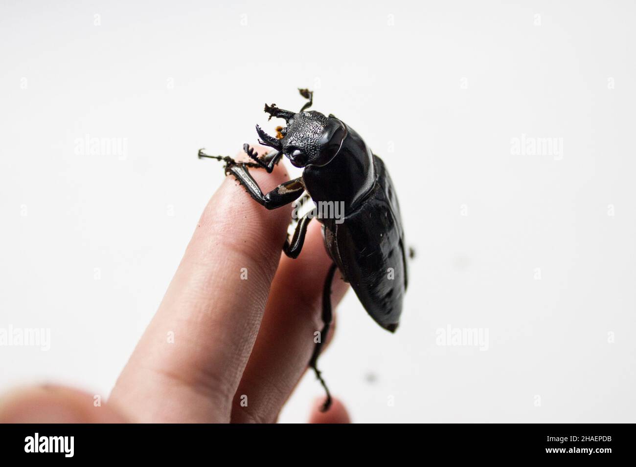 Lucanus cervus, the European stag beetle, is one of the best-known species of stag beetle family Lucanidae in Western Europe, and is the eponymous exa Stock Photo