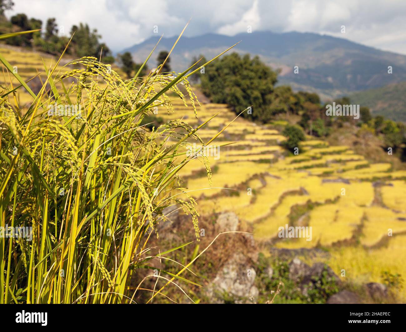 golden terraced rice field in Solukhumbu valley, Nepal Stock Photo