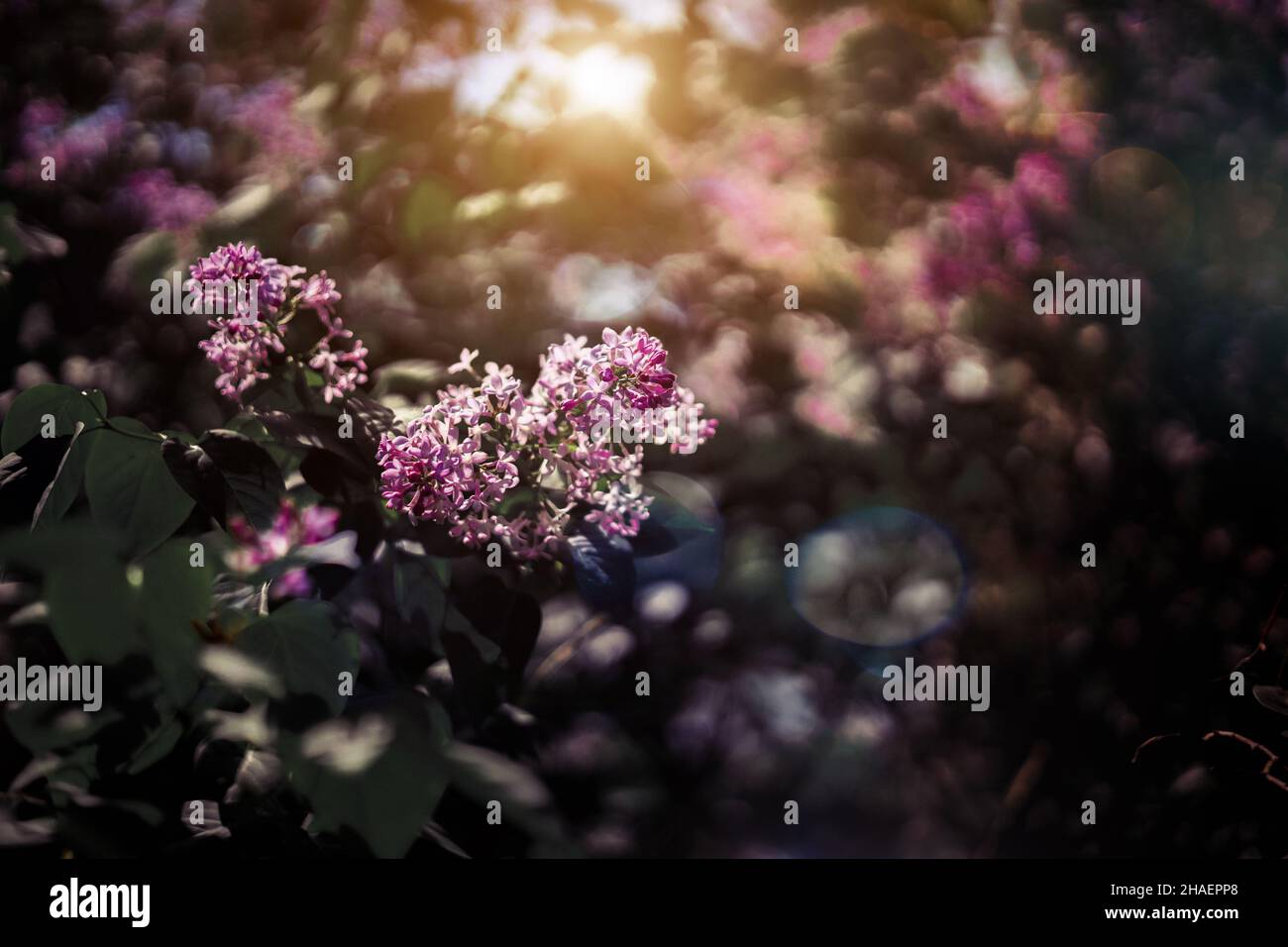 Branch of lilacs. Spring flowers on a sunny day, Muted floral botanical background Stock Photo